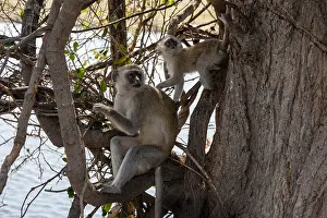 Images Dated 5th September 2012: A vervet monkey, Cercopithecus aethiops