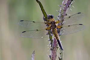 2011 Prints: Viervlek, Four-spotted Chaser, Libellula quadrimaculata