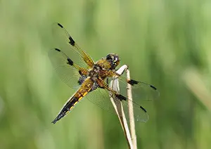 Insekten Prints: Viervleklibel