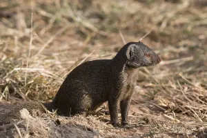 Samburu Prints: A side view of a dwarf mongoose