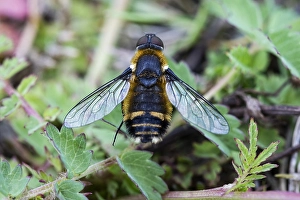 Images Dated 20th June 2020: Villa cingulata