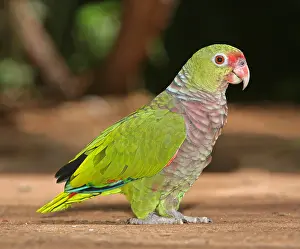 Images Dated 3rd March 2009: Vinaceous-breasted Amazon (Amazona vinacea)