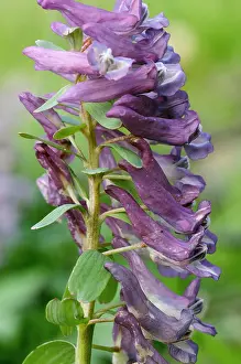 2008 Prints: Vingerhelmbloem, Bird-in-a-bush, Corydalis solida