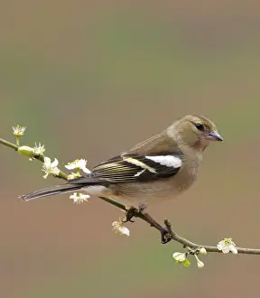 2008 Prints: Vink, Common Chaffinch, Fringilla coelebs