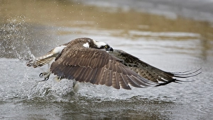 Vissende Prints: Visarend, Osprey, Pandion haliaetus
