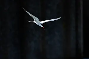 Images Dated 12th May 2023: Visdief, Common Tern, Sterna hirund adult dark background