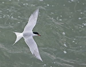 Images Dated 9th May 2003: Visdief, Common Tern, Sterna hirundo
