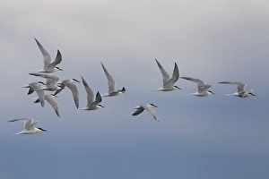 Op Trek Prints: Visdief, Common Tern, Sterna hirundo