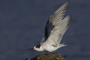 Images Dated 18th October 2014: Visdief; Common Tern; Sterna hirundo