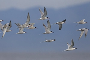 Op Trek Prints: Visdief, Common Tern, Sterna hirundo