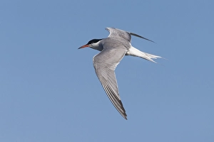 Images Dated 14th June 2016: Visdief; Common Tern; Sterna hirundo