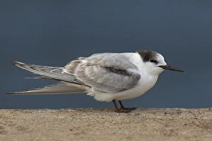 Visdiefje Prints: Visdief, Common Tern, Sterna hirundo
