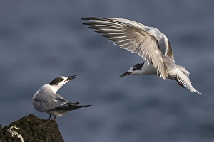 Images Dated 18th October 2014: Visdief; Common Tern; Sterna hirundo