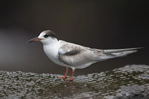 Images Dated 17th October 2015: Visdief; Common tern; Sterna hirundo