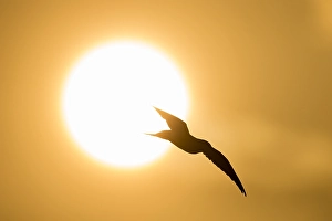 Visdief; Common Tern; Sterna hirundo