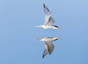 Saltpans Prints: Visdief, Common Tern, Sterna hirundo