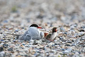 Bedelen Prints: Visdief; Common Tern; Sterna hirundo