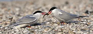 Images Dated 7th May 2012: Visdief; Common Tern; Sterna hirundo