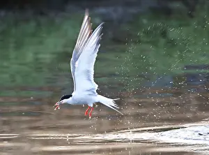 Images Dated 7th May 2010: Visdief, Common Tern, Sterna hirundo