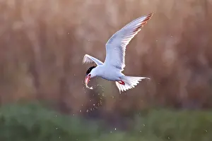 Images Dated 7th May 2010: Visdief, Common Tern, Sterna hirundo