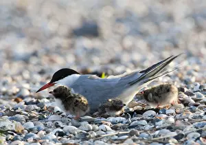 Wagejot Prints: Visdief; Common Tern; Sterna hirundo