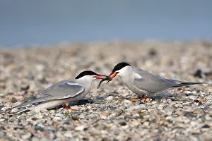 Images Dated 7th May 2012: Visdief; Common Tern; Sterna hirundo