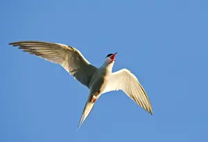 Images Dated 17th June 2013: Visdief, Common Tern, Sterna hirundo