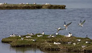 Images Dated 14th May 2006: Visdief, Common Tern, Sterna hirundo