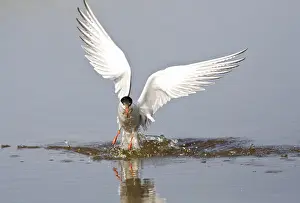 Images Dated 1st June 2009: Visdief, Common Tern, Sterna hirundo