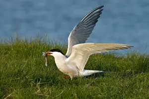 Visje Prints: Visdief, Common Tern, Sterna hirundo