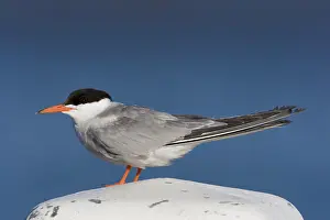 Images Dated 23rd July 2008: Visdief, Common Tern, Sterna hirundo