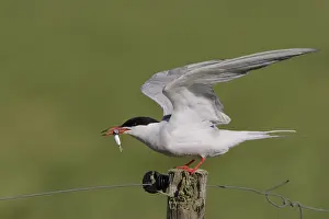 Images Dated 20th May 2008: Visdief, Common Tern, Sterna hirundo