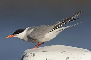 Images Dated 23rd July 2008: Visdief, Common Tern, Sterna hirundo