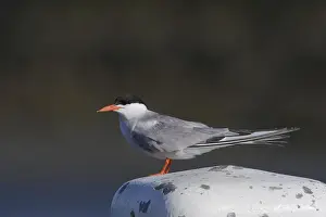 Worn Prints: Visdief; Common tern; Sterna hirundo