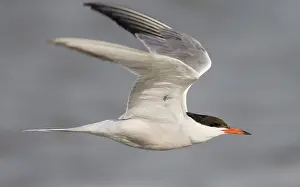 Images Dated 10th July 2008: Visdief; Common tern; Sterna hirundo