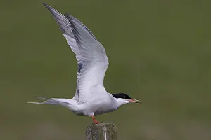 Images Dated 27th April 2007: Visdief; Common Tern; Sterna hirundo