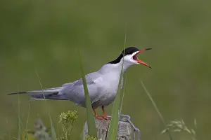 Images Dated 1st June 2007: Visdief, Common Tern, Sterna hirundo