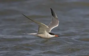 Images Dated 7th July 2007: Visdief; Common tern; Sterna hirundo
