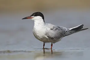 Images Dated 29th April 2012: Visdief, Common Tern, Sterna hirundo