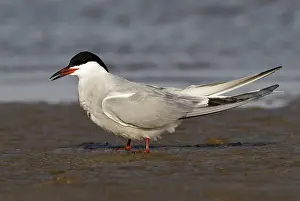 Images Dated 24th April 2011: Visdief, Common Tern, Sterna hirundo