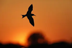 Avondrood Prints: Visdief, Common Tern, Sterna hirundo