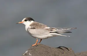 Images Dated 21st August 2006: Visdief, Common Tern, Sterna hirundo