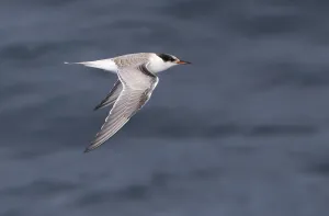 Images Dated 9th August 2017: Visdief, Common Tern, Sterna hirundo