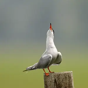 Images Dated 7th June 2006: Visdief, Common Tern, Sterna hirundo