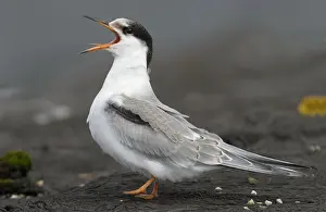 Images Dated 22nd August 2006: Visdief, Common Tern, Sterna hirundo