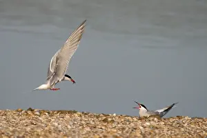 Nestelen Prints: Visdief, Common Tern, Sterna hirundo