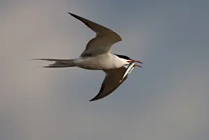 Voer Prints: Visdief, Common Tern, Sterna hirundo