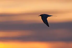 Images Dated 13th May 2011: Visdief, Common Tern, Sterna hirundo