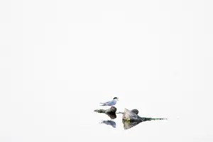 Roepende Prints: Visdief, Common Tern, Sterna hirundo