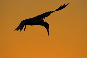 Vissend Prints: Visdief, Common Tern, Sterna hirundo